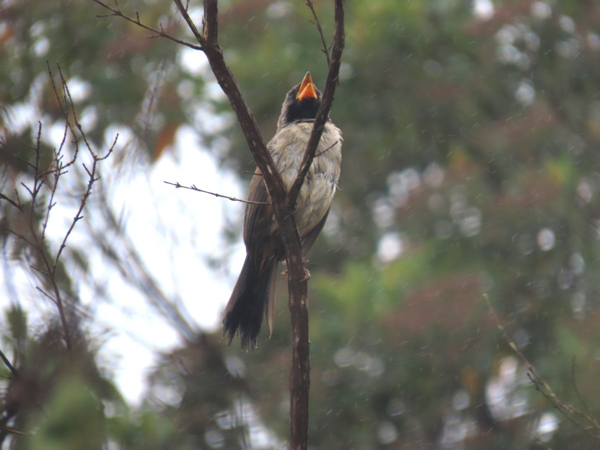 Black-throated Saltator - Katherine Holland