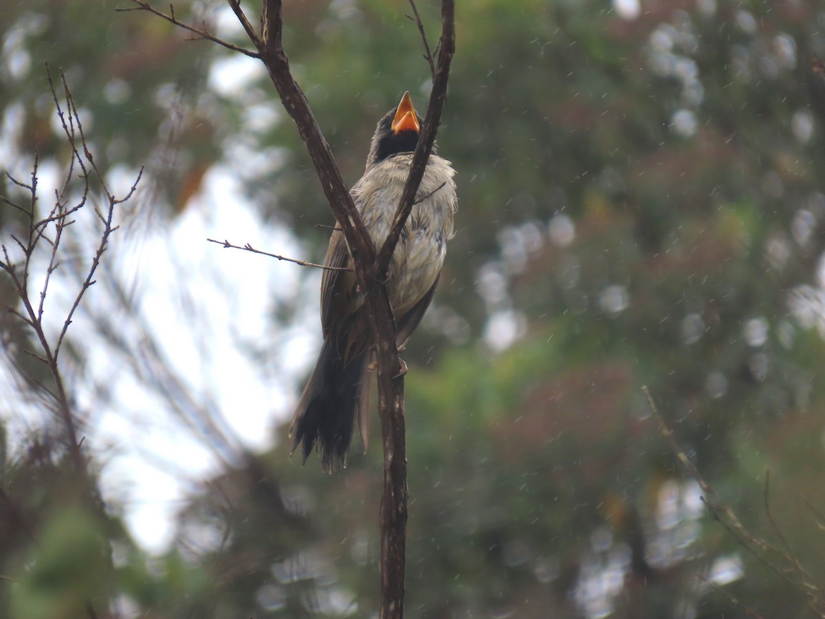 Black-throated Saltator - ML622972668