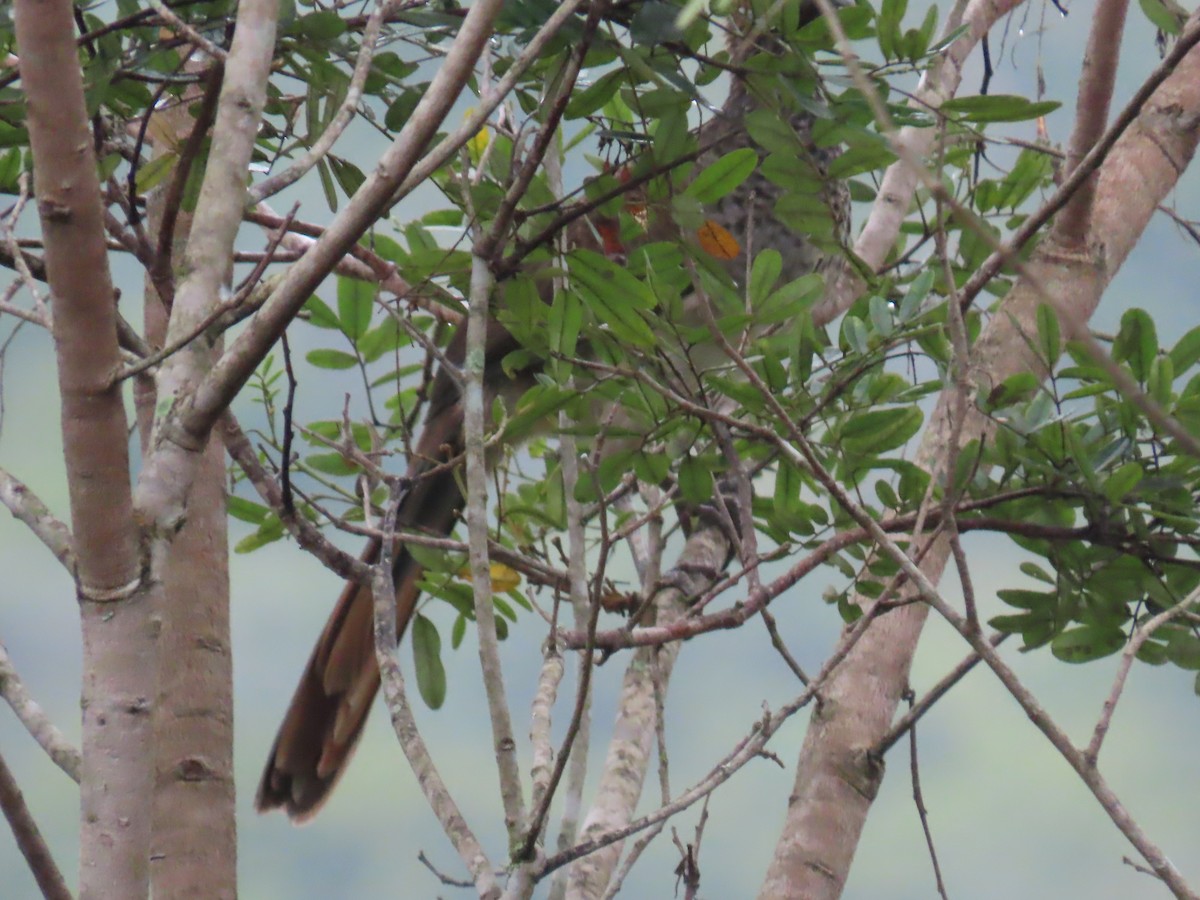 East Brazilian Chachalaca - Katherine Holland