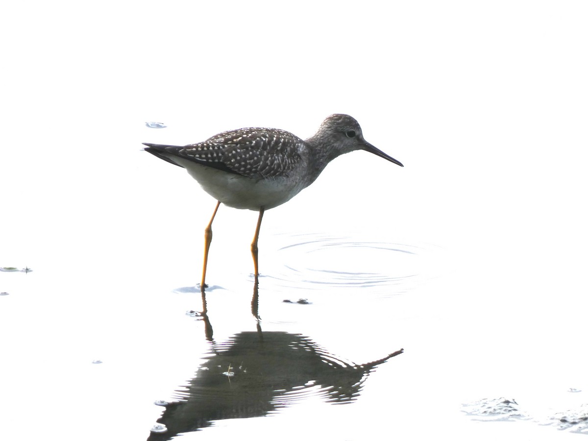 Lesser Yellowlegs - ML622972746