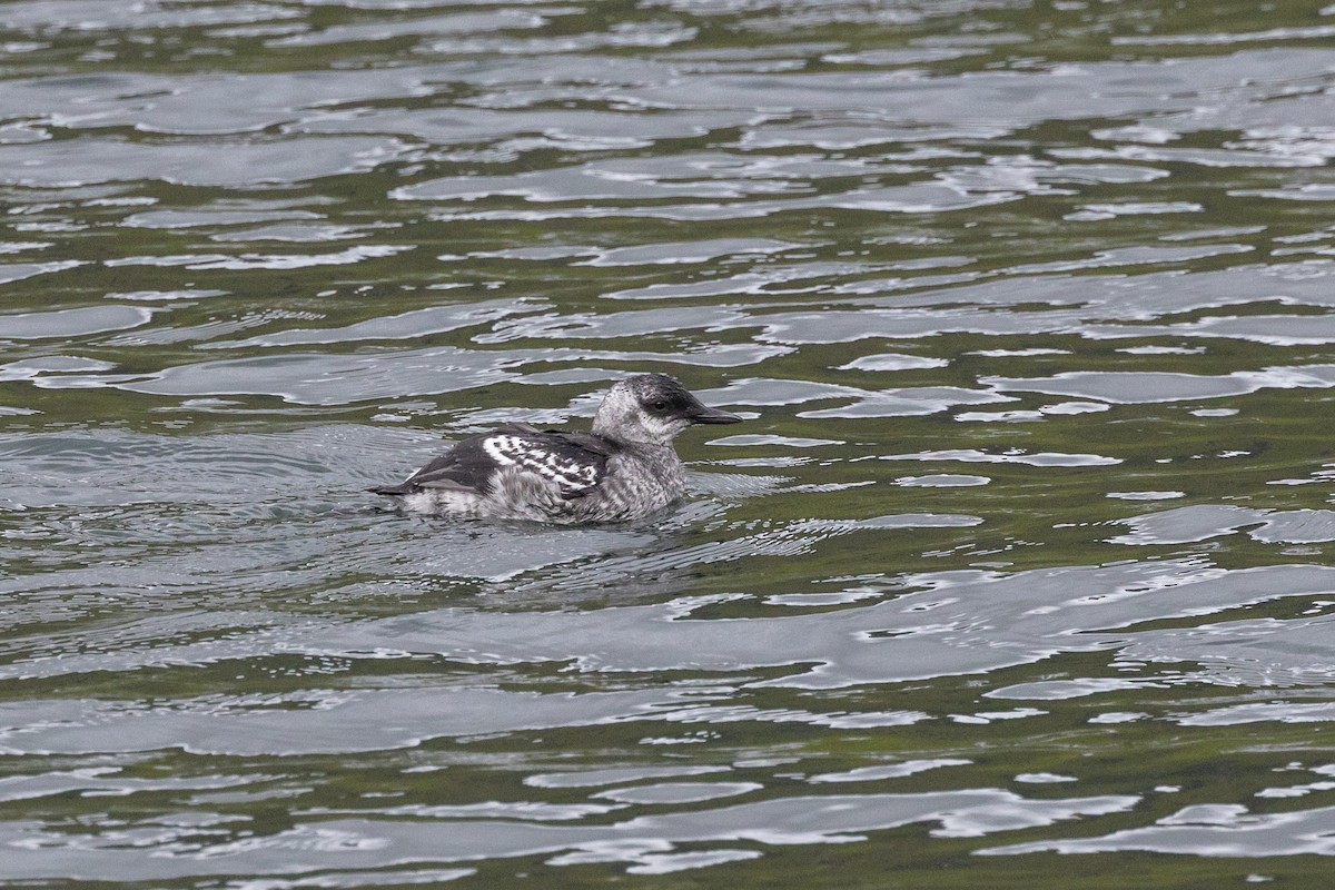 Black Guillemot - ML622972789