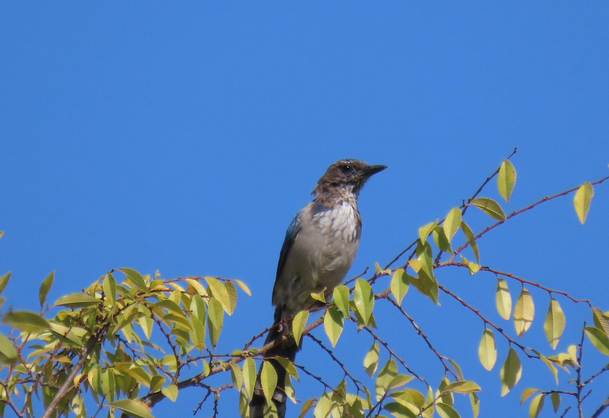 California Scrub-Jay - ML622972831