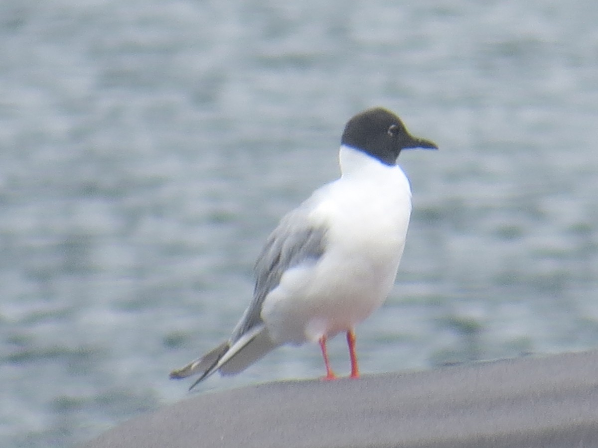 Bonaparte's Gull - Greg Hanisek