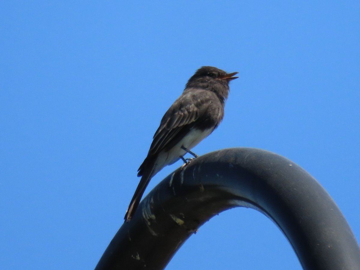 Black Phoebe - Donna Bray