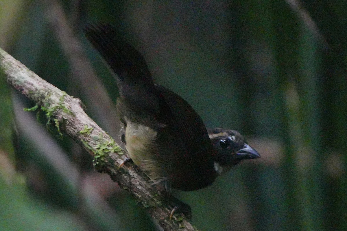 Orange-billed Sparrow - ML622972950