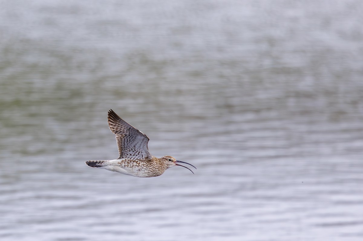 Regenbrachvogel - ML622972972