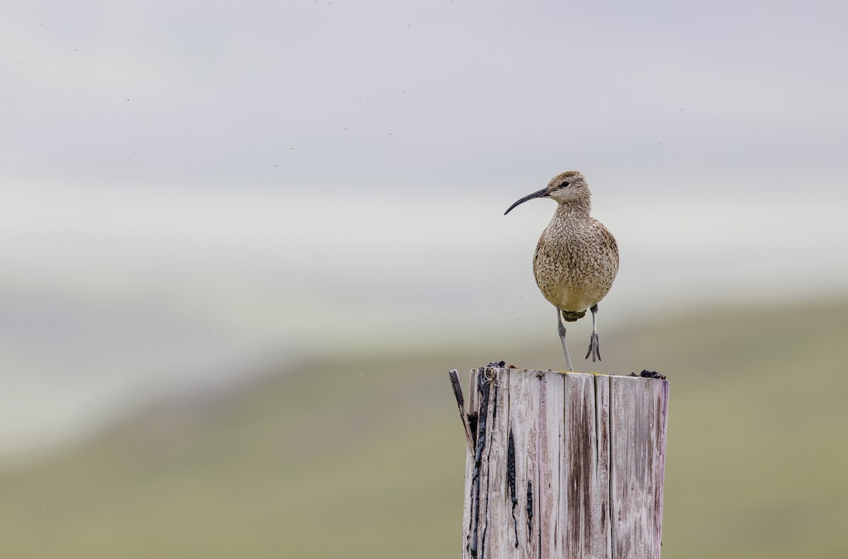 Regenbrachvogel - ML622972973