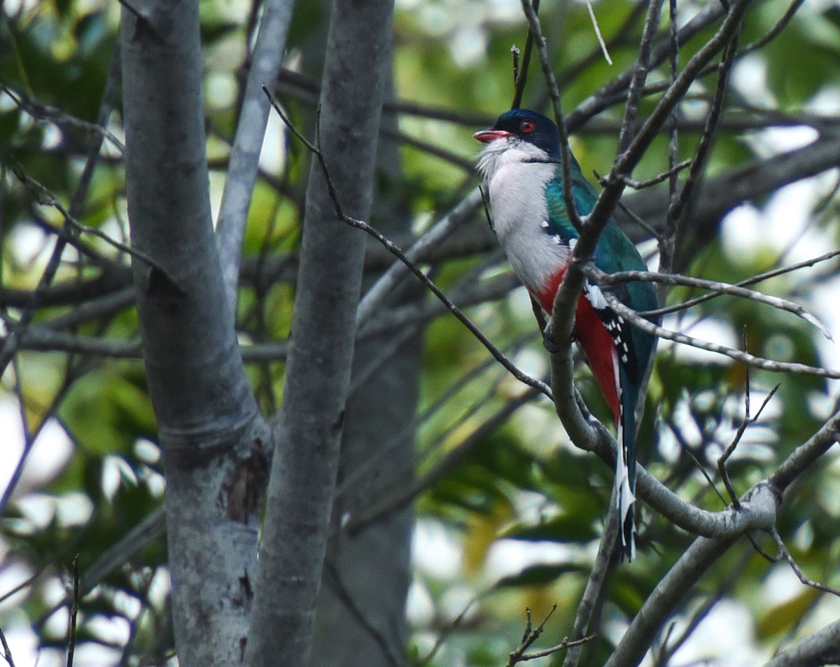 Cuban Trogon - ML622972996