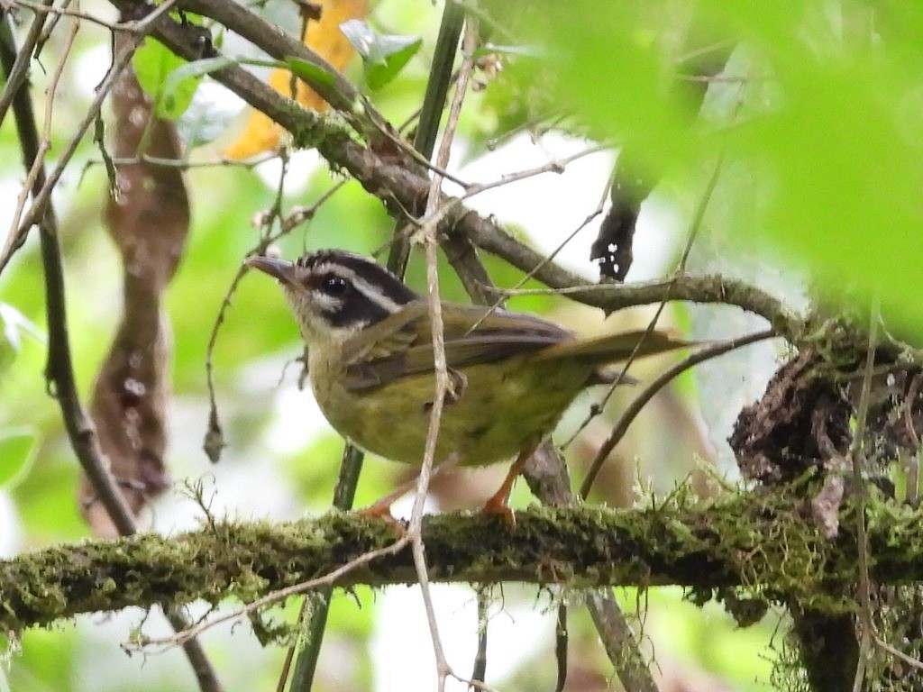 Three-striped Warbler - ML622973040