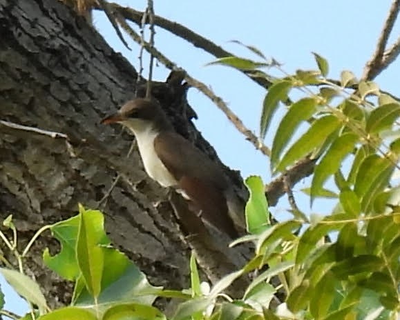 Yellow-billed Cuckoo - ML622973041