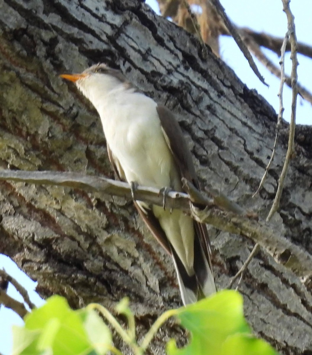 Yellow-billed Cuckoo - ML622973042