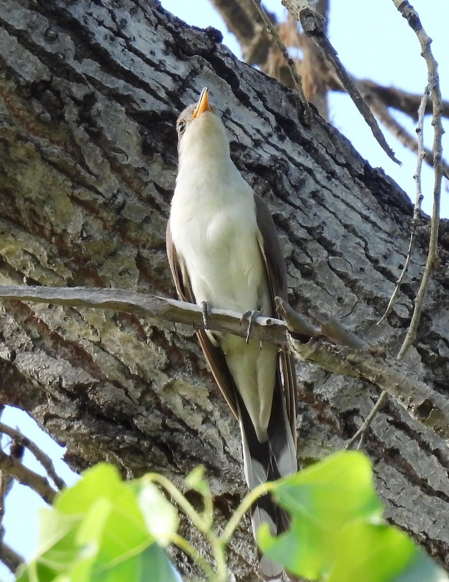 Yellow-billed Cuckoo - Julie Furgason