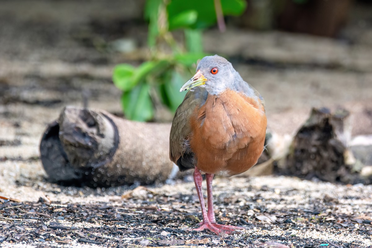 Little Wood-Rail - Marcos Eugênio Birding Guide