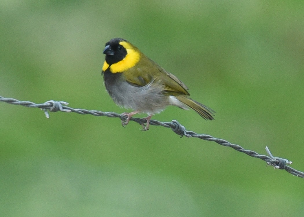 Cuban Grassquit - ML622973193