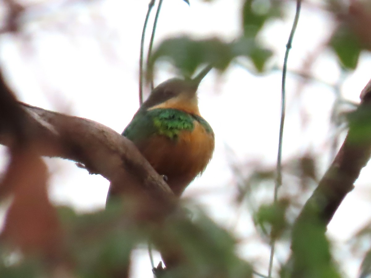 Rufous-tailed Jacamar - ML622973230