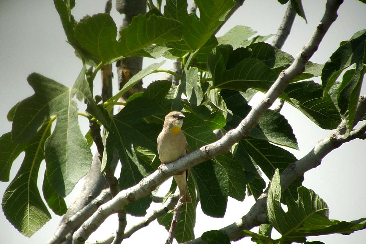 Yellow-throated Sparrow - ML622973247