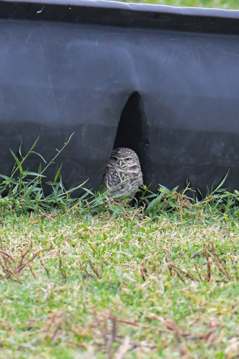 Burrowing Owl - ML622973257