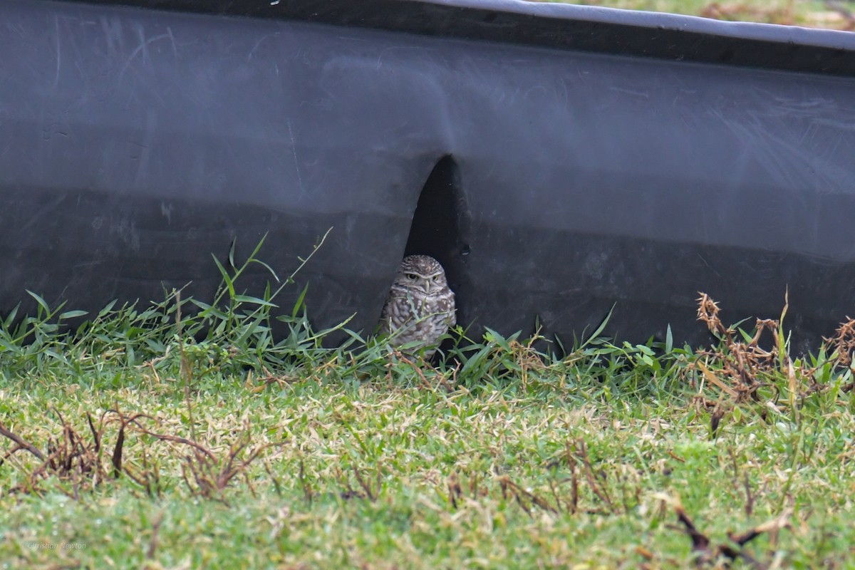 Burrowing Owl - ML622973258