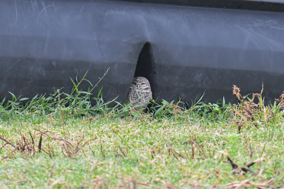 Burrowing Owl - ML622973262