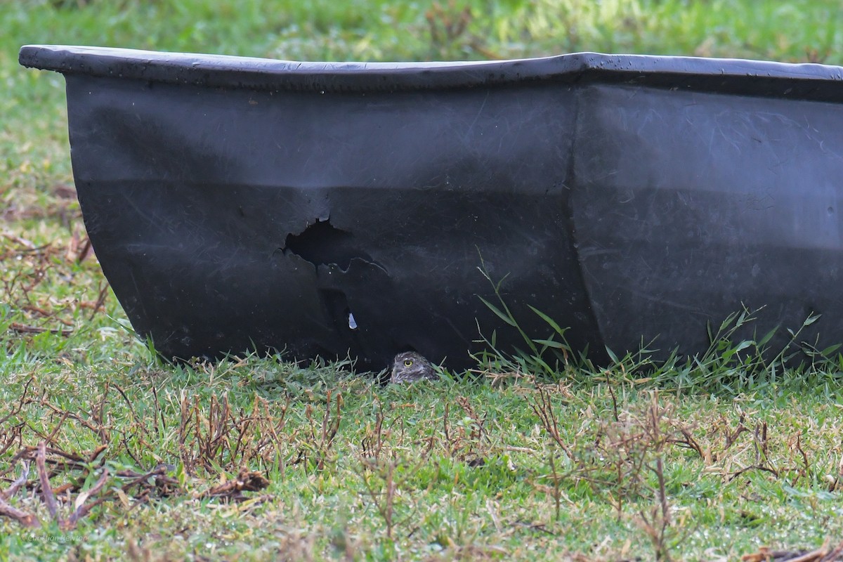 Burrowing Owl - ML622973265