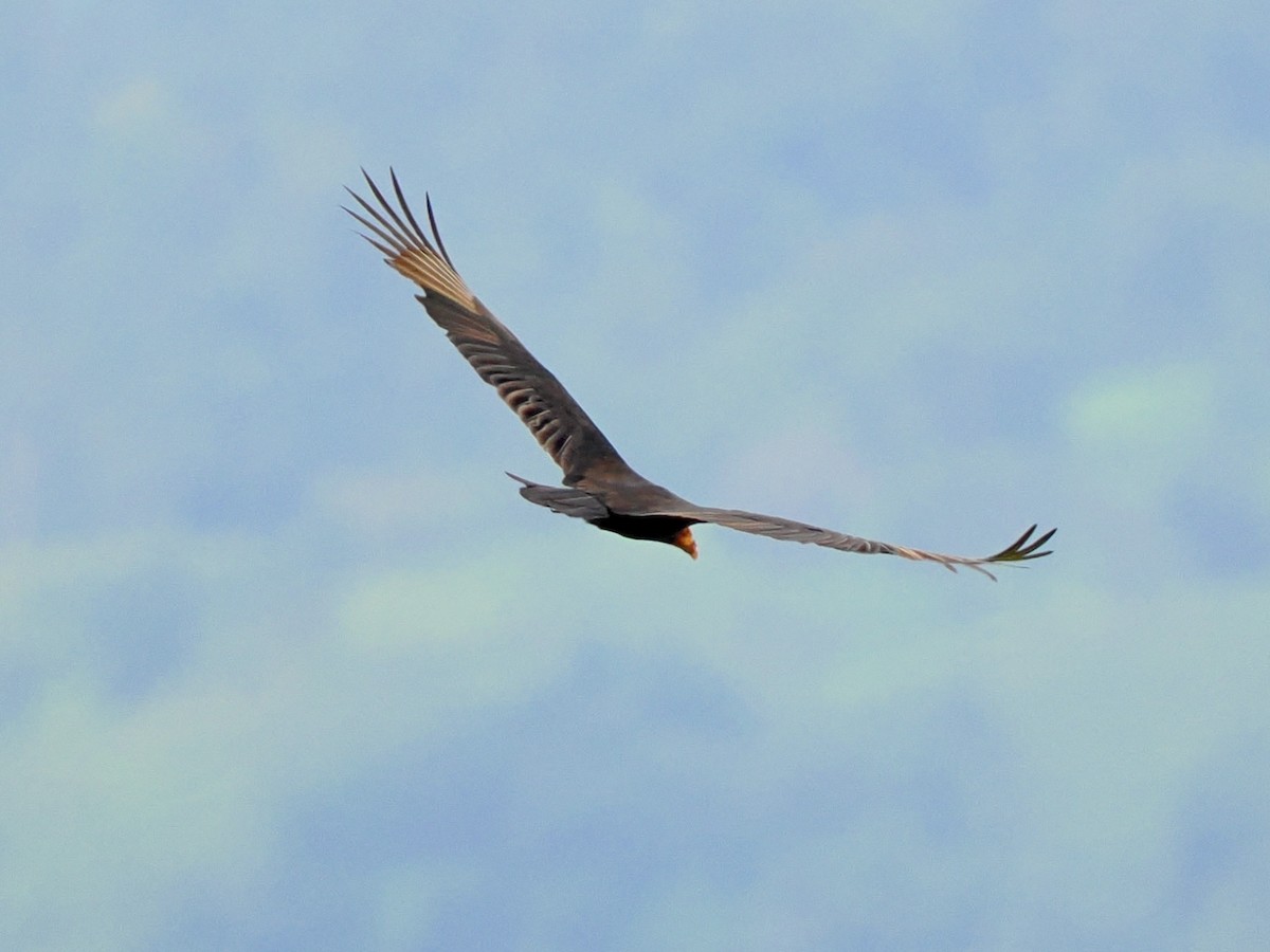 Lesser Yellow-headed Vulture - ML622973276