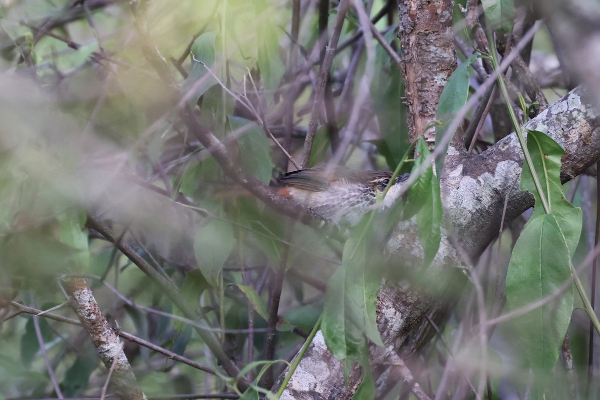 Chinchipe Spinetail - Charles Davies