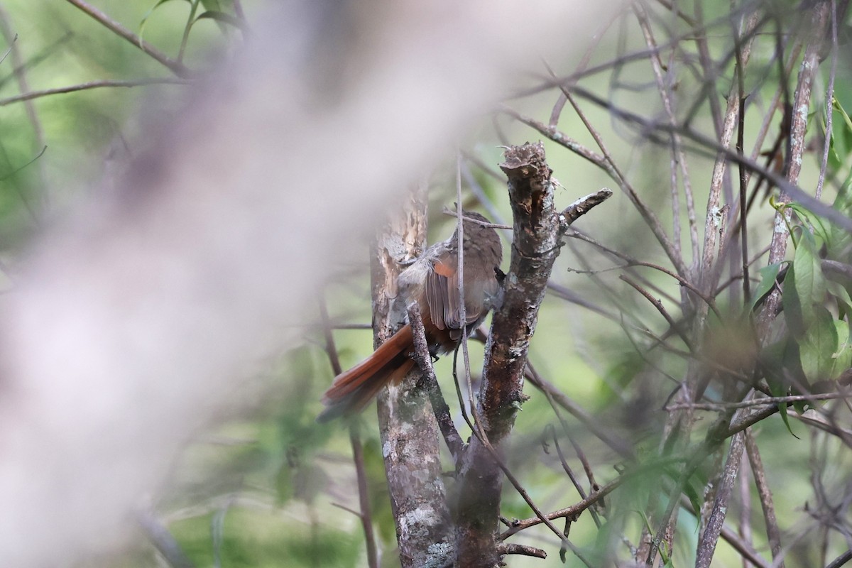 Chinchipe Spinetail - ML622973288