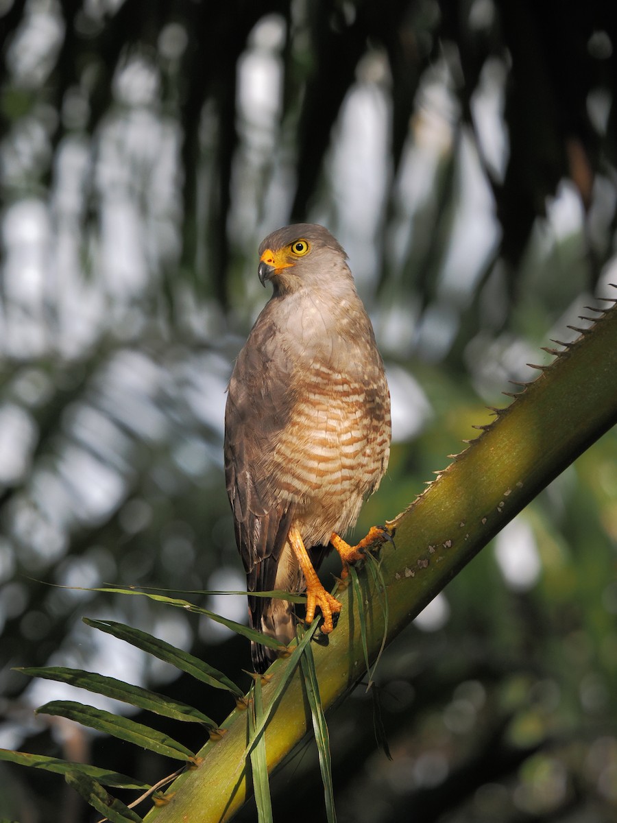 Roadside Hawk - Rishab Ghosh