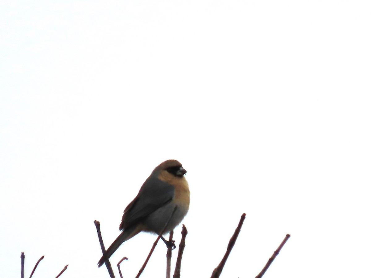 Cinnamon Tanager - Katherine Holland