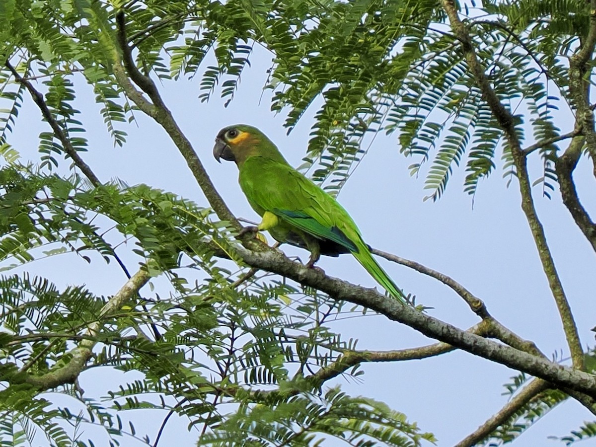 Brown-throated Parakeet - ML622973317