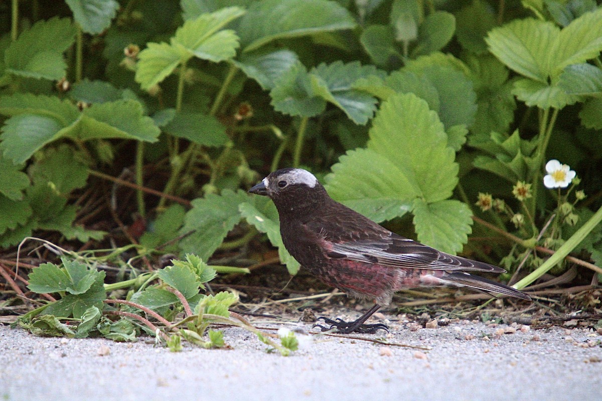 Black Rosy-Finch - ML622973327