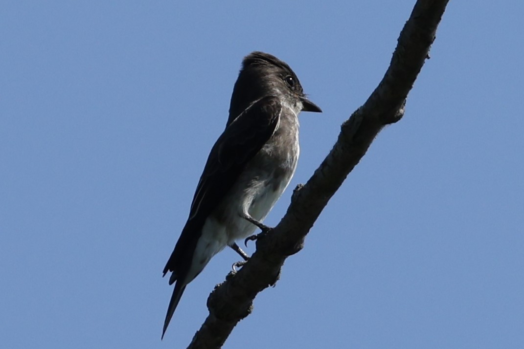 Olive-sided Flycatcher - ML622973351