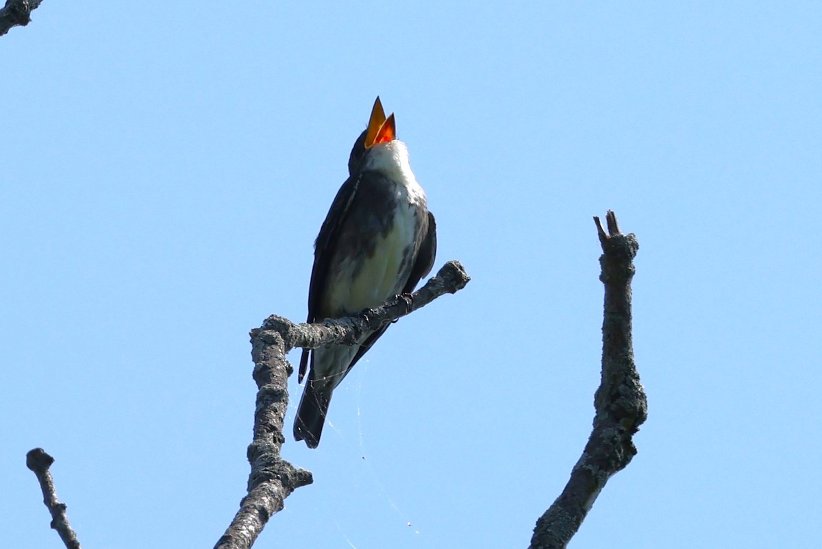 Olive-sided Flycatcher - ML622973364