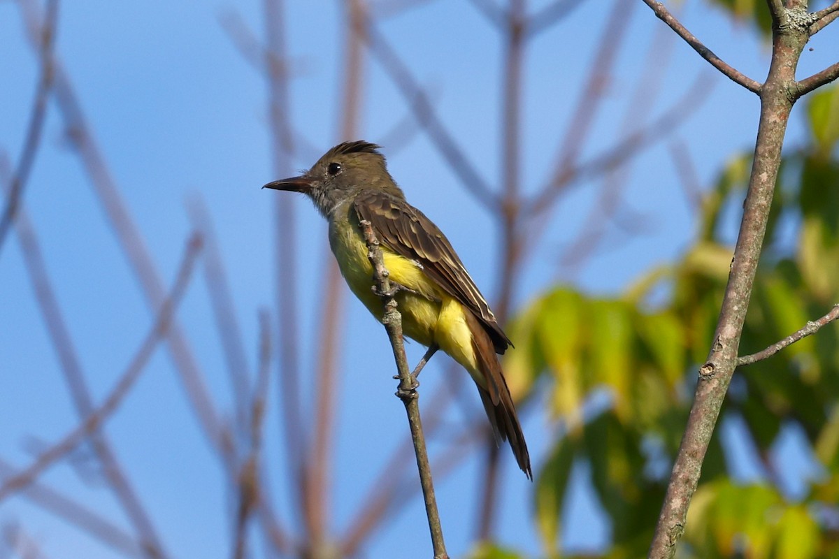 Great Crested Flycatcher - ML622973380