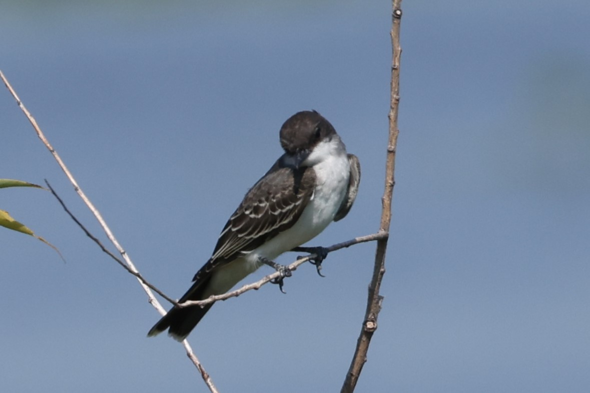 Eastern Kingbird - ML622973385