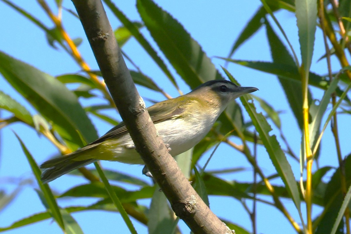 Red-eyed Vireo - ML622973387