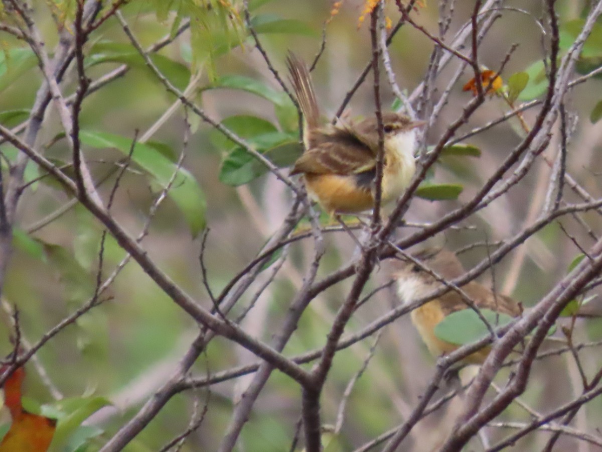 Rufous-sided Scrub-Tyrant - ML622973403