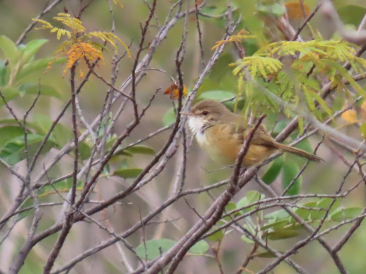 Rufous-sided Scrub-Tyrant - ML622973406