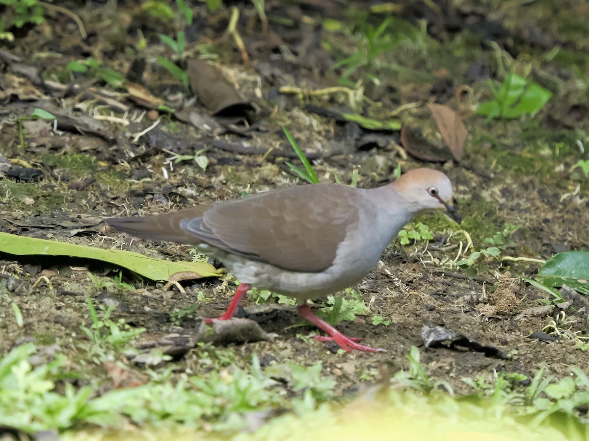 Gray-chested Dove - ML622973424