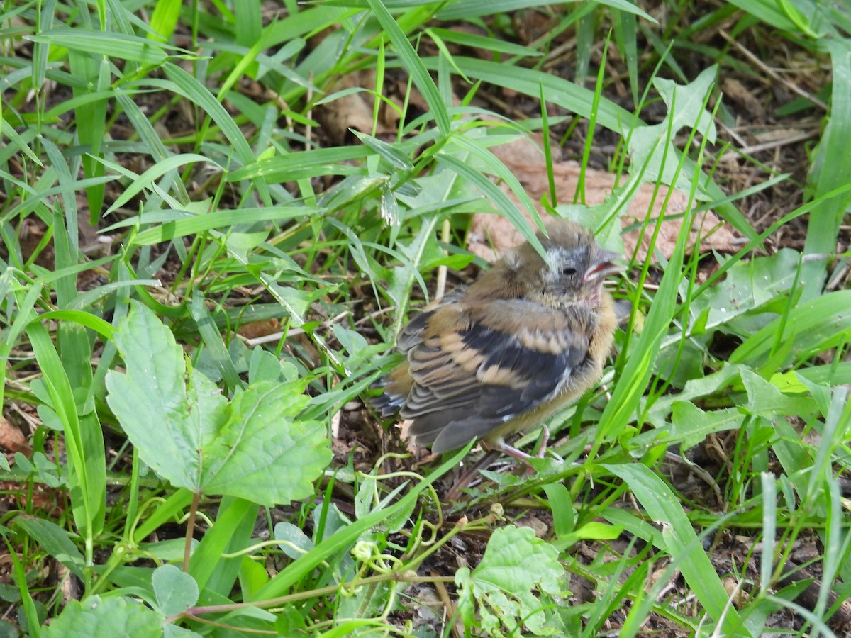 American Goldfinch - ML622973452