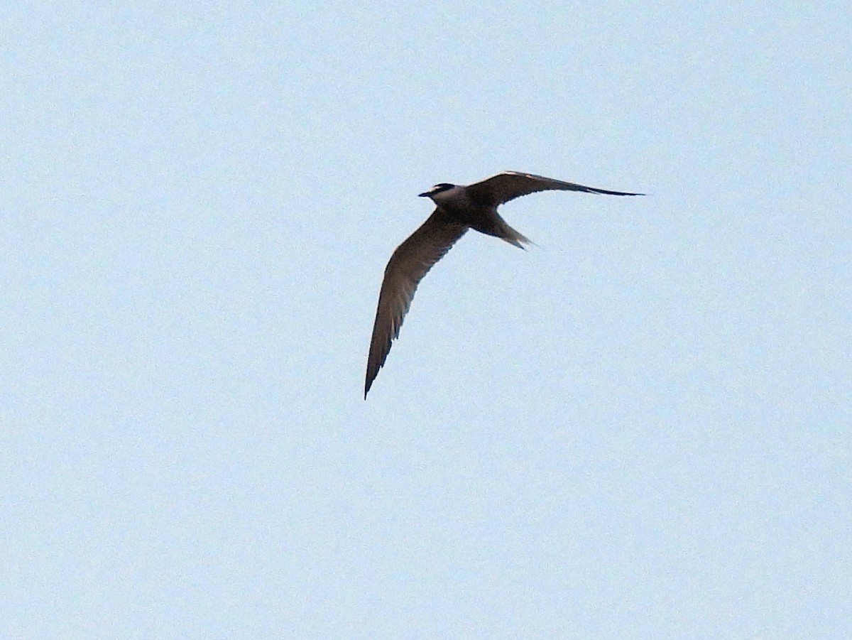 Aleutian Tern - ML622973458