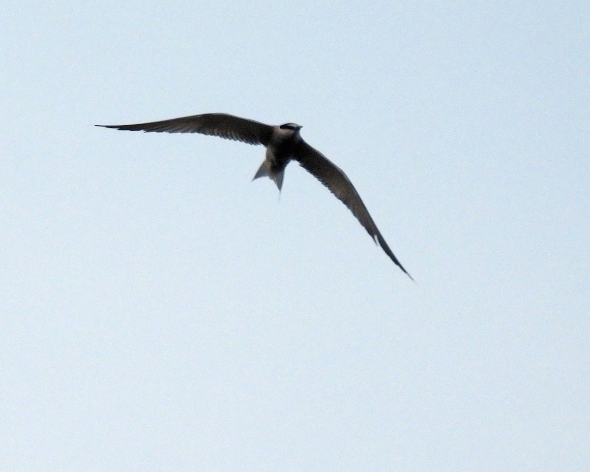 Aleutian Tern - ML622973459