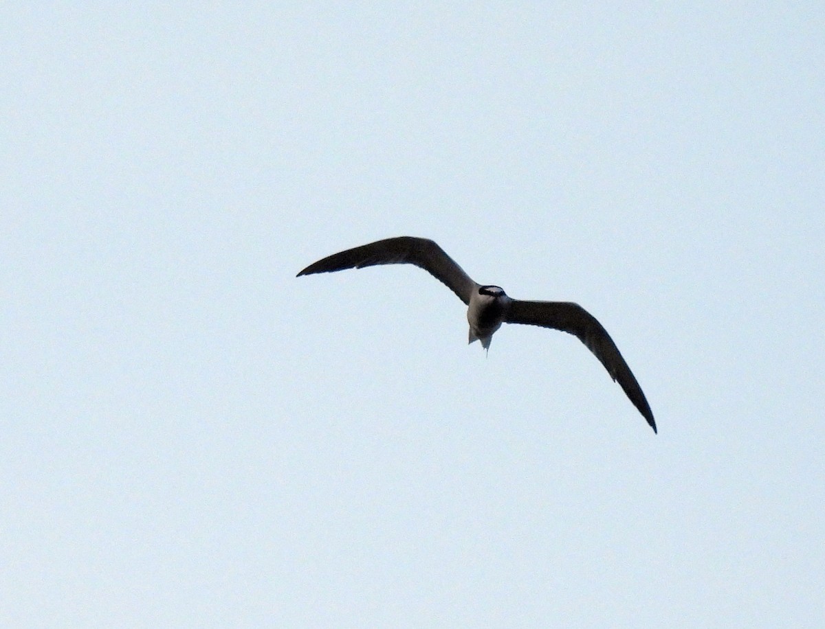 Aleutian Tern - ML622973460