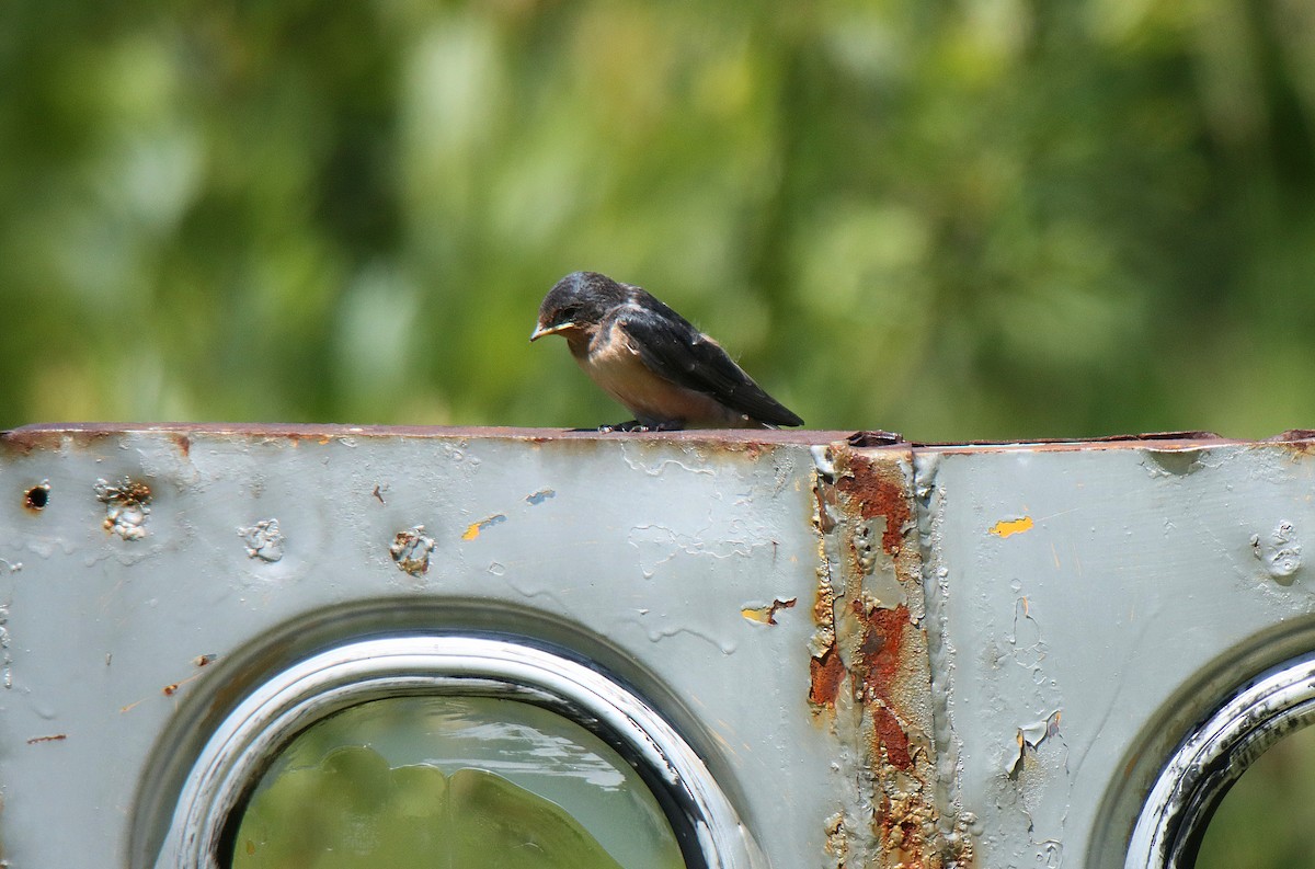 Асрын хараацай - ML622973577