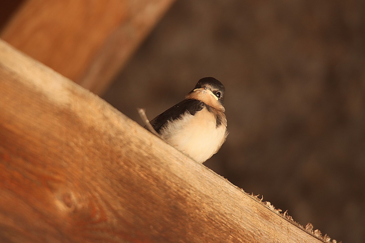 Асрын хараацай - ML622973581