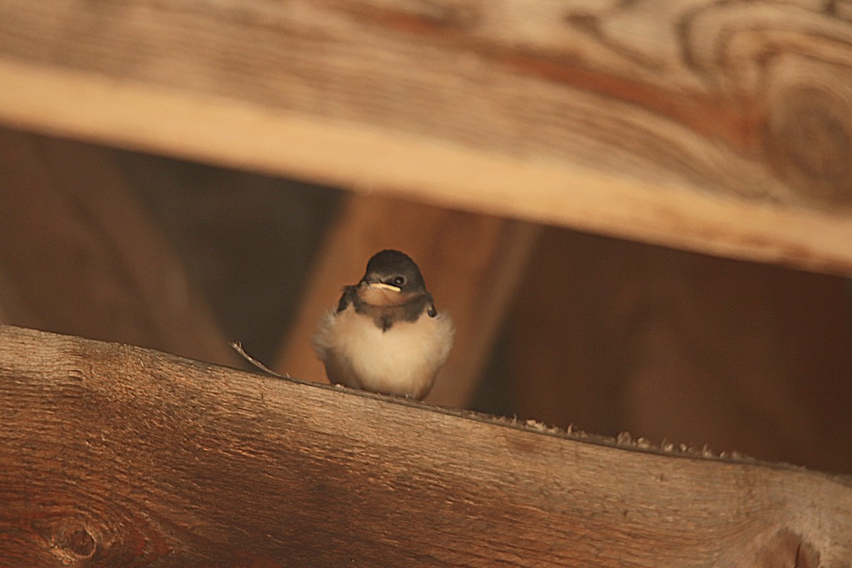 Асрын хараацай - ML622973582