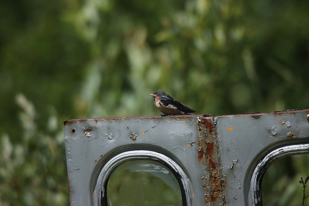 Асрын хараацай - ML622973584