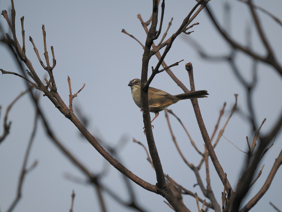 Bridled Sparrow - ML622973626