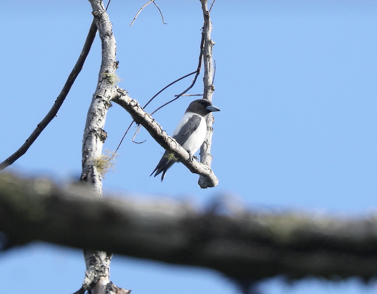 Ivory-backed Woodswallow - ML622973770