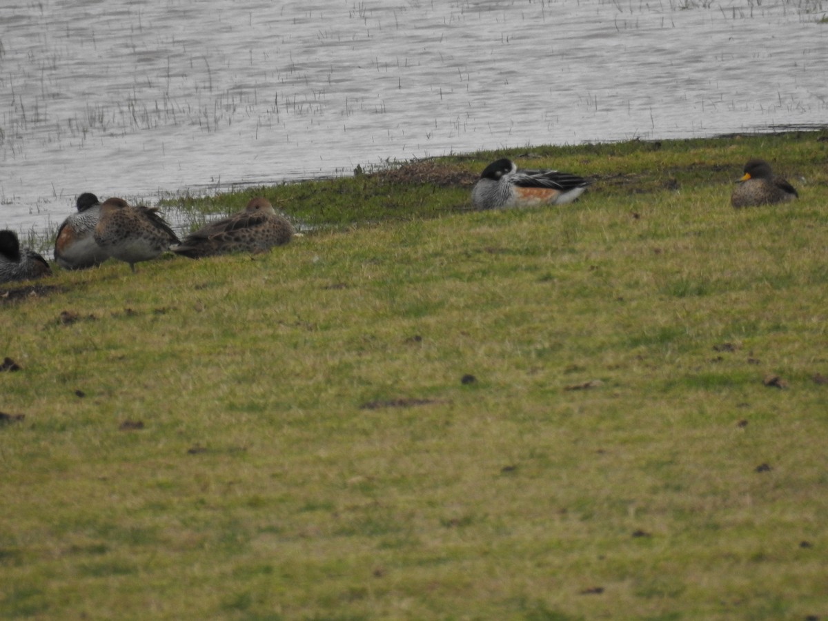 Canard de Chiloé - ML622973773